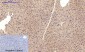 VE-Cadherin Polyclonal Antibody
